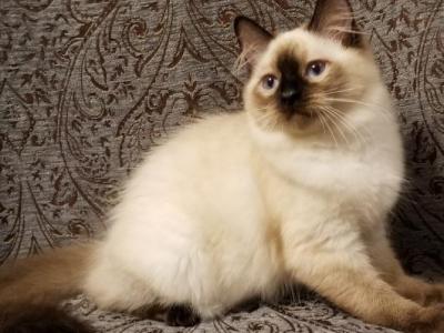 Ruthie - Ragdoll - Gallery Photo #1