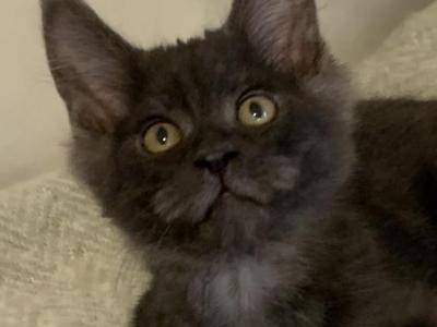 Black Smoke Color - Maine Coon - Gallery Photo #1