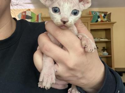 Sphynx Babies - Sphynx - Gallery Photo #1