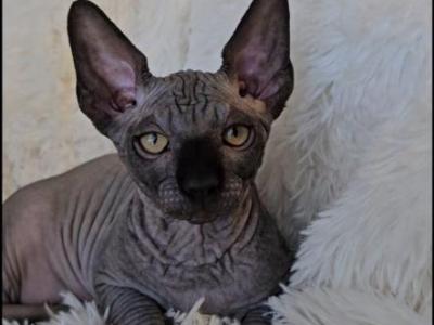 Sphynx Girl Black Luna TICA - Sphynx - Gallery Photo #1