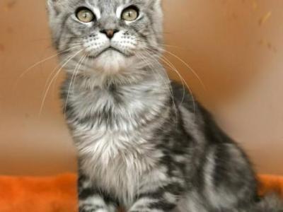 Yann Maine Coone Kitten Boy - Maine Coon - Gallery Photo #1