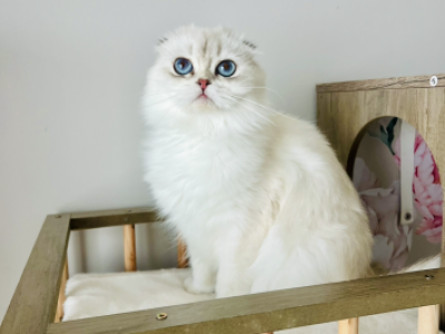 Scottish Fold Longhair - Scottish Fold - Gallery Photo #1