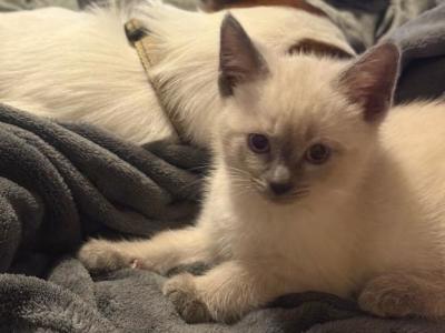 Mistys Litter - Siamese - Gallery Photo #1