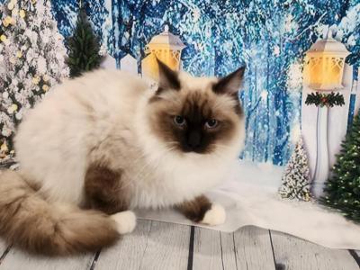 Max - Male Ragdoll Kitten For Sale in Washington, United States ...