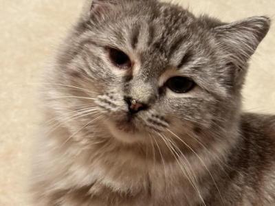 TIGERLILY - Ragdoll - Gallery Photo #1