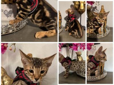 August Litter - Savannah - Gallery Photo #1