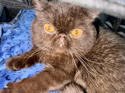 Chocolate & Pachuco - Exotic - Gallery Photo #1