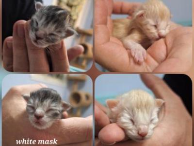 November Litter - Maine Coon - Gallery Photo #1
