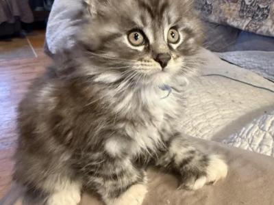 Polydactyl Boy - Maine Coon - Gallery Photo #1