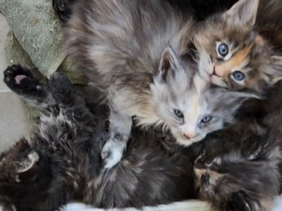 MALEFICENT LITTER - Maine Coon - Gallery Photo #1