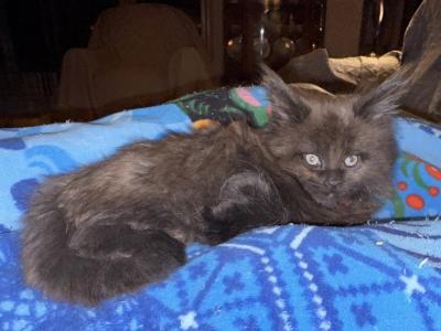 Black Maine Coon Boy - Maine Coon - Gallery Photo #1