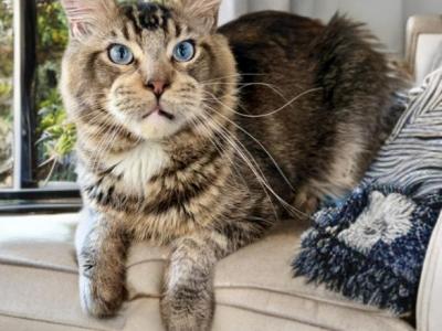 Very Beautiful Cat With Blue Eyes - Maine Coon - Gallery Photo #1