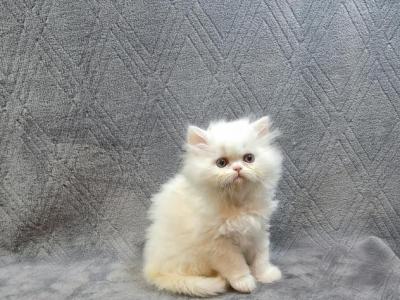 Persian And Himalayan Kittens - Persian - Gallery Photo #1