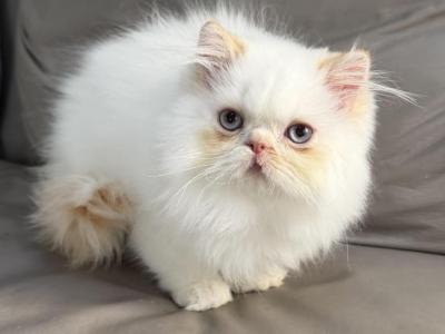 ROMEO - Himalayan - Gallery Photo #1