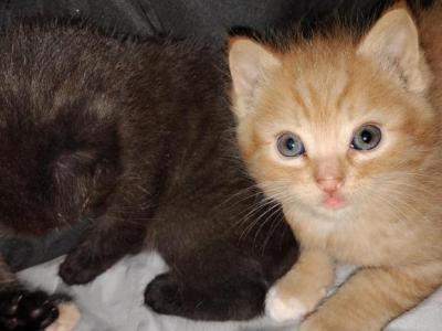 Na - American Shorthair - Gallery Photo #1