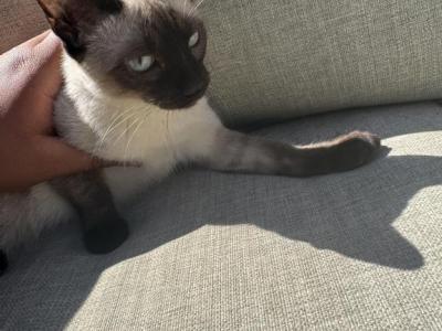 Diors Kittens - Siamese - Gallery Photo #1