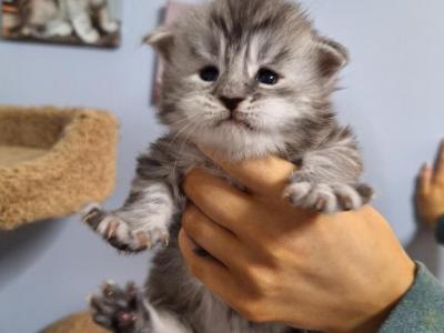 Halloween Litter - Maine Coon - Gallery Photo #1