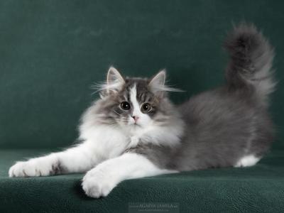 Nezha - Siberian - Gallery Photo #1