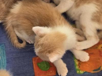 Red - American Ringtail - Gallery Photo #1