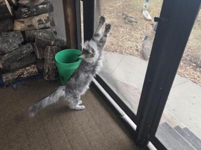 Vanity - Maine Coon - Gallery Photo #1