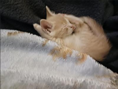 Simba - Domestic - Gallery Photo #1