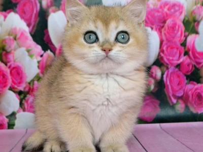 Gold - British Shorthair - Gallery Photo #1