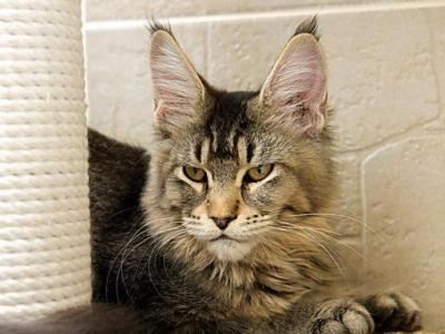Yara Maine Coone Kitten - Maine Coon - Gallery Photo #1