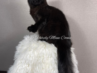 Rocky - Maine Coon - Gallery Photo #1