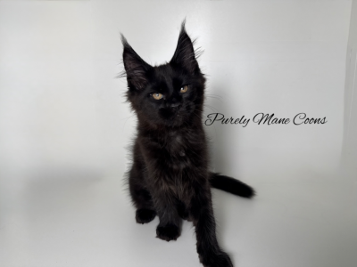 Black - Maine Coon - Gallery Photo #1