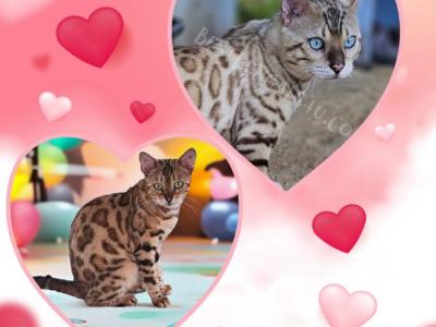 Yeti Nihao Litter Due Early Next Year - Bengal - Gallery Photo #1