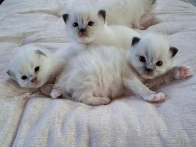 Chocolate's Ragdoll Litter - Ragdoll - Gallery Photo #1