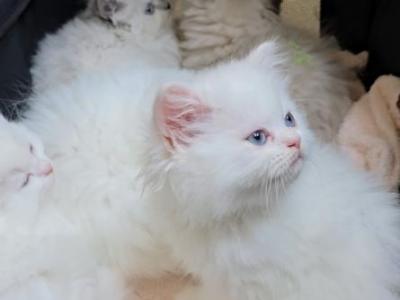 White Blue Eyes Persian - Persian - Gallery Photo #1