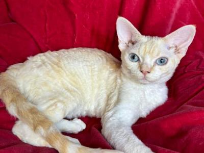 Milka - Devon Rex - Gallery Photo #1