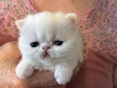 Stunning Solid White Persians - Exotic - Gallery Photo #1