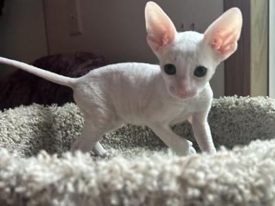 White Boys - Cornish Rex - Gallery Photo #1
