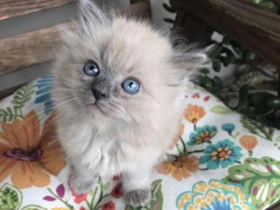 Blue Mink Ragdolls - Ragdoll - Gallery Photo #1