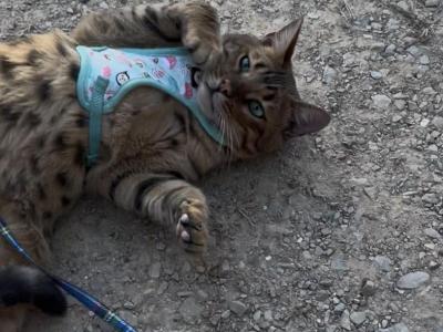 Amazing Male Bengal - Bengal - Gallery Photo #1