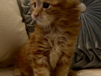 Caribbean Coons - Maine Coon - Gallery Photo #1
