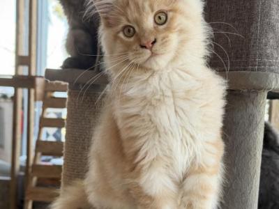 Orange Polydactyl Boy - Maine Coon - Gallery Photo #1