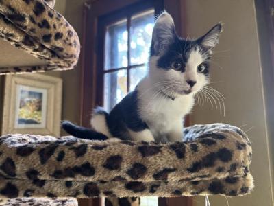 Litter Of Four Black And White Kittens Available - Domestic - Gallery Photo #1