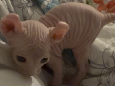 Big Ears Elf Studs Gorgeous - Sphynx - Gallery Photo #1