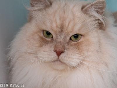 Summer - Siberian - Gallery Photo #1