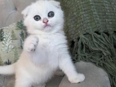 Tosha Litter - Scottish Fold - Gallery Photo #1
