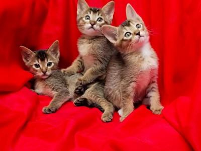 Abby Litter - Abyssinian - Gallery Photo #1