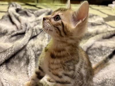 Christmas Litter - Bengal - Gallery Photo #1