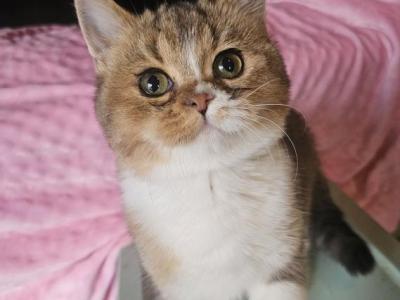 Niko - British Shorthair - Gallery Photo #1