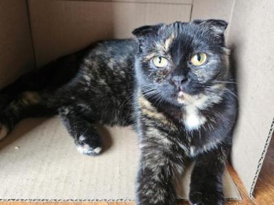 Marble Beauty - Scottish Fold - Gallery Photo #1