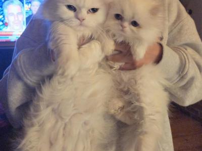 Bojie - Minuet - Gallery Photo #1