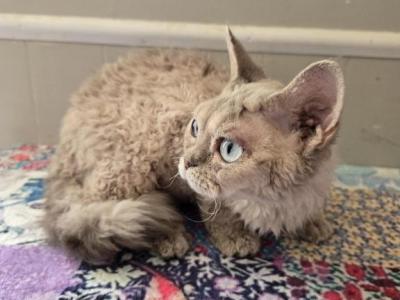 Belle - Devon Rex - Gallery Photo #1