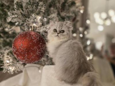 Coming This Summer - Persian - Gallery Photo #1